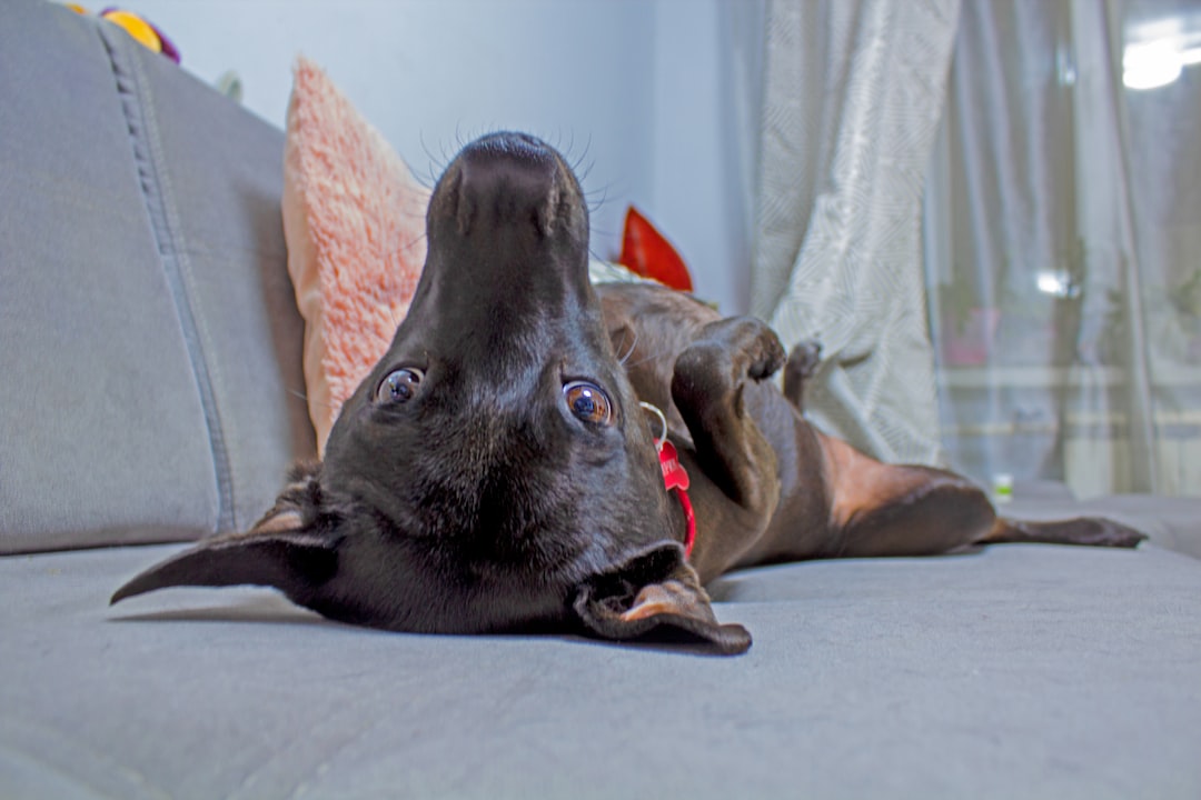 découvrez les causes, symptômes et traitements de la léthargie chez le chien pour mieux comprendre et prendre soin de votre compagnon.