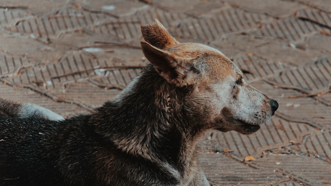 découvrez nos photos adorables de chiens souriants qui illumineront votre journée et réchaufferont votre cœur.