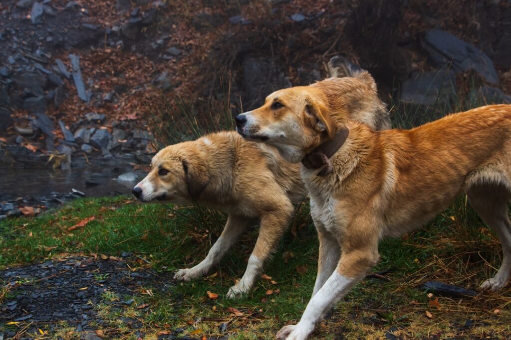 découvrez l'univers musical unique de julien doré avec son duo 'dog duo', alliant voix envoûtante et mélodies captivantes pour une expérience auditive inoubliable.