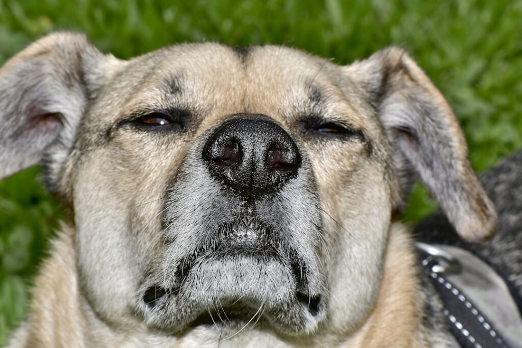 découvrez ce qu'est le reverse sneezing, ses causes chez les animaux, ses symptômes et comment le soulager efficacement.