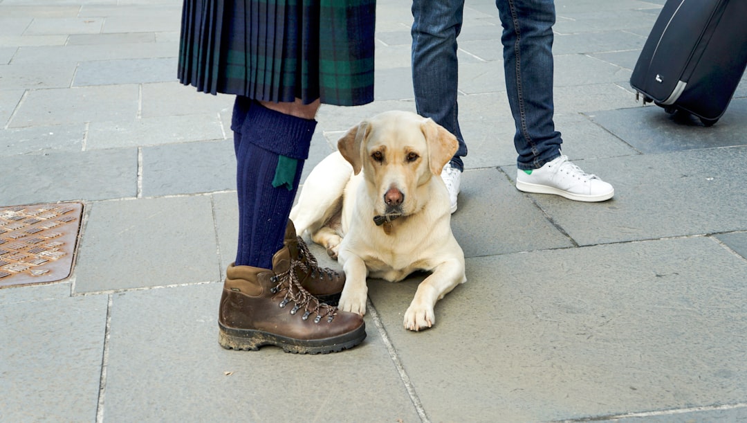 découvrez nos bottines pour chiens, conçues pour protéger les pattes de votre compagnon contre les intempéries, la chaleur et les terrains accidentés. confortables et résistantes, idéales pour toutes les saisons.