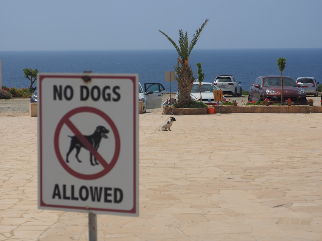 découvrez les meilleures plages dog-friendly où votre chien est le bienvenu pour se détendre, jouer et nager en toute sécurité.