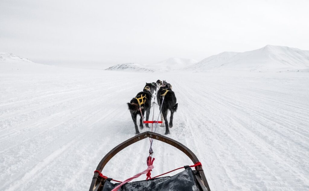 découvrez l'excitation et la beauté du traîneau à chiens, une aventure hivernale unique alliant vitesse, nature et complicité avec les huskies.