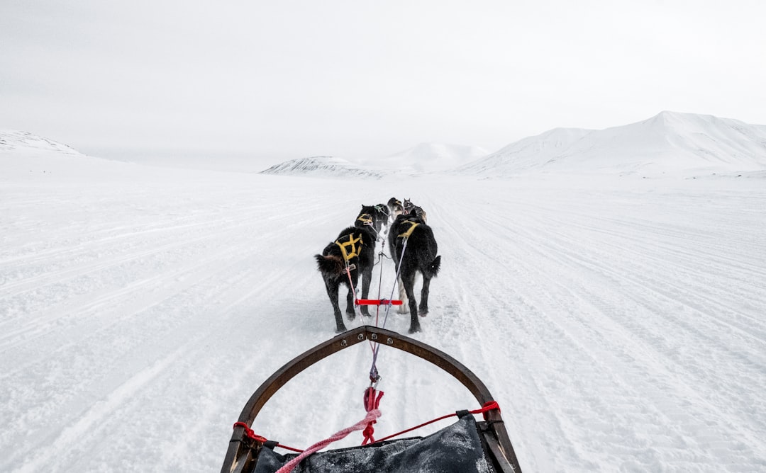 découvrez l'excitation et la beauté du traîneau à chiens, une aventure hivernale unique alliant vitesse, nature et complicité avec les huskies.