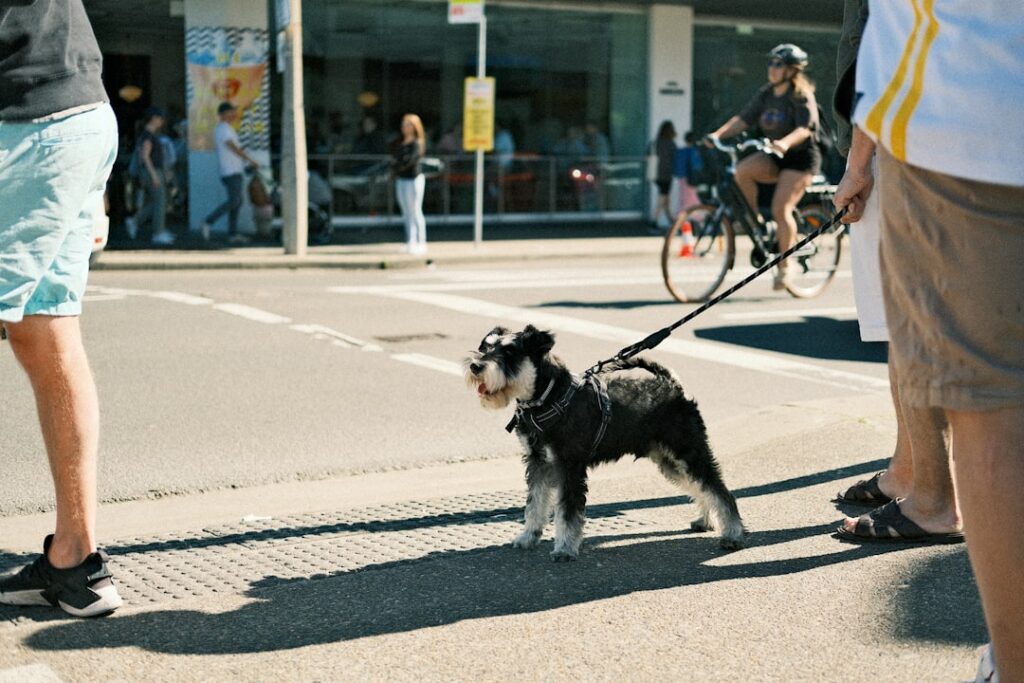découvrez les meilleures pratiques pour assurer la sécurité lors du transport de votre chien, avec des conseils essentiels et des équipements adaptés.