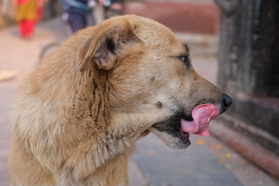 découvrez les causes, symptômes et traitements des infections urinaires chez le chien pour assurer la santé et le bien-être de votre animal.