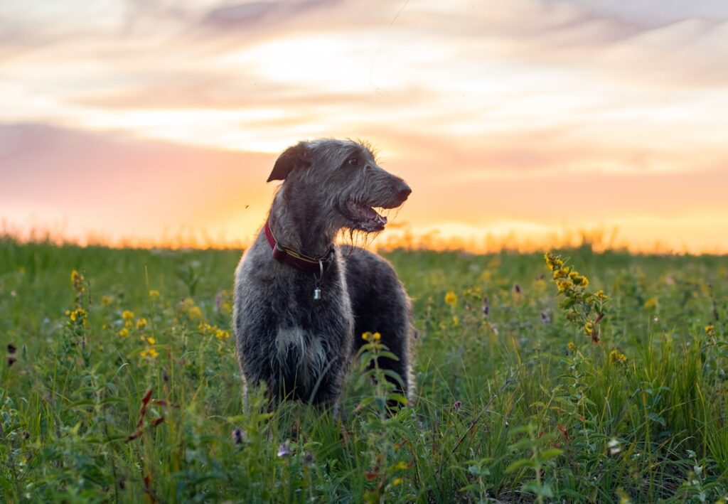 découvrez le irish wolfhound, l'un des plus grands chiens au monde, réputé pour sa gentillesse, sa loyauté et son histoire riche en légendes irlandaises.