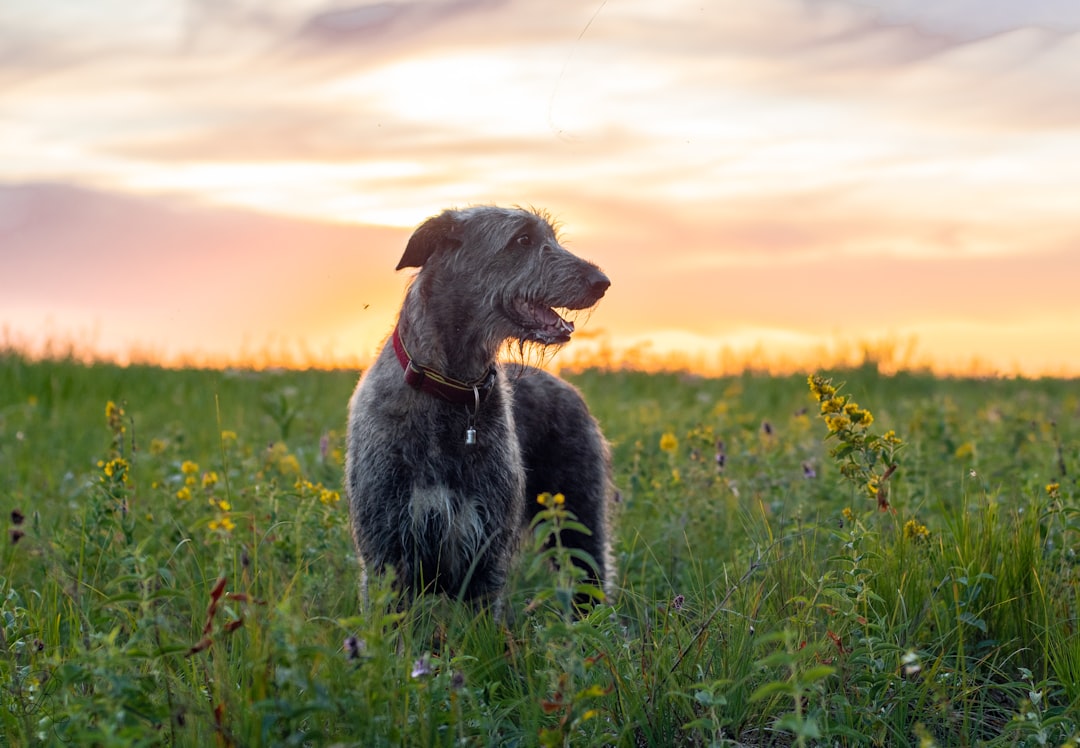 découvrez le irish wolfhound, l'un des plus grands chiens au monde, réputé pour sa gentillesse, sa loyauté et son histoire riche en légendes irlandaises.