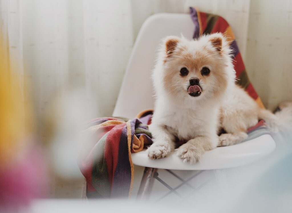 découvrez tout sur le pomeranian, ce petit chien au grand cœur, connu pour son pelage dense et sa personnalité vive et affectueuse.