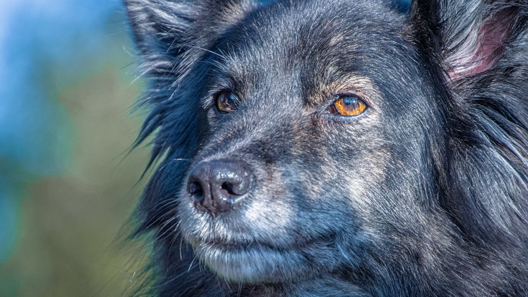 découvrez notre sélection de petits chiens calmes, parfaits pour une vie paisible et harmonieuse à la maison.