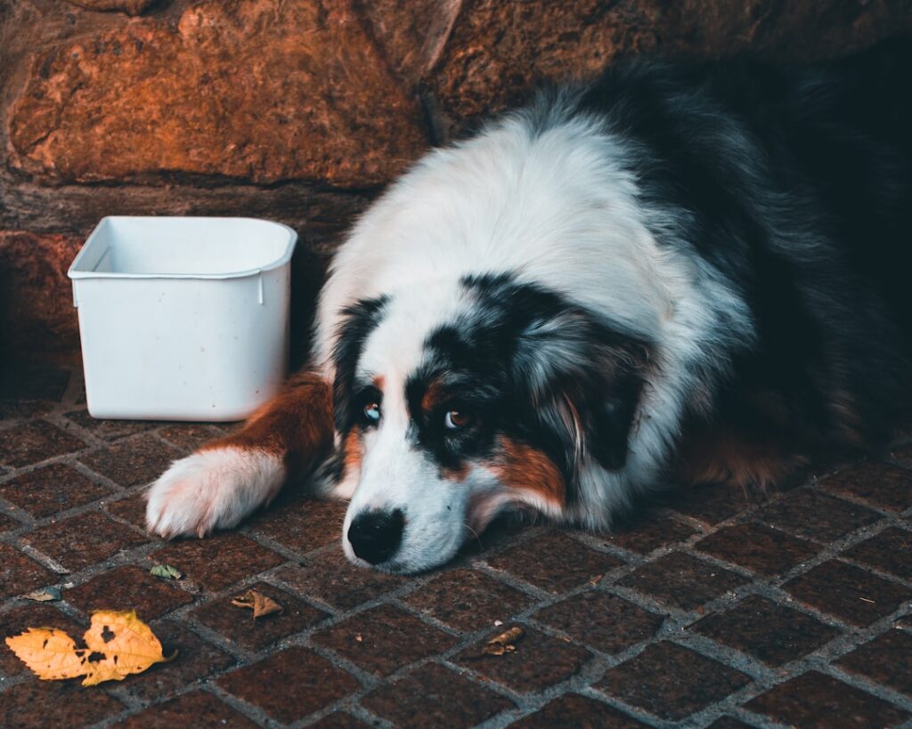 découvrez les aliments toxiques pour les chiens et comment protéger votre compagnon à quatre pattes des dangers alimentaires courants.