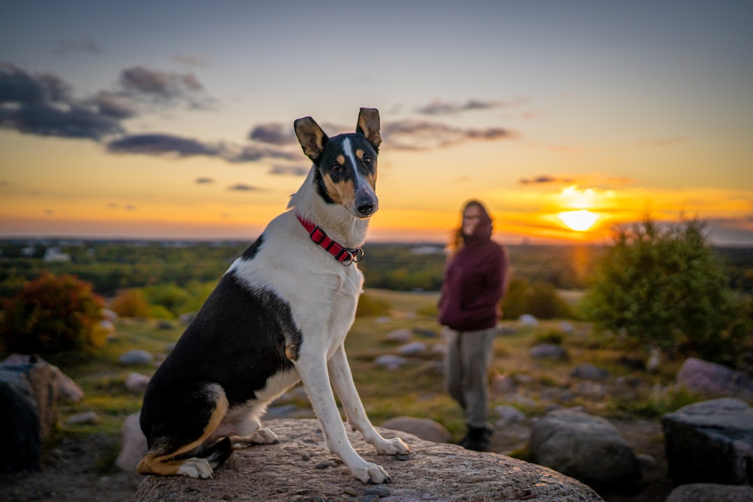 découvrez tout sur le collie, cette race de chien intelligente, fidèle et idéale pour la famille. conseils d'éducation, soins et caractéristiques.