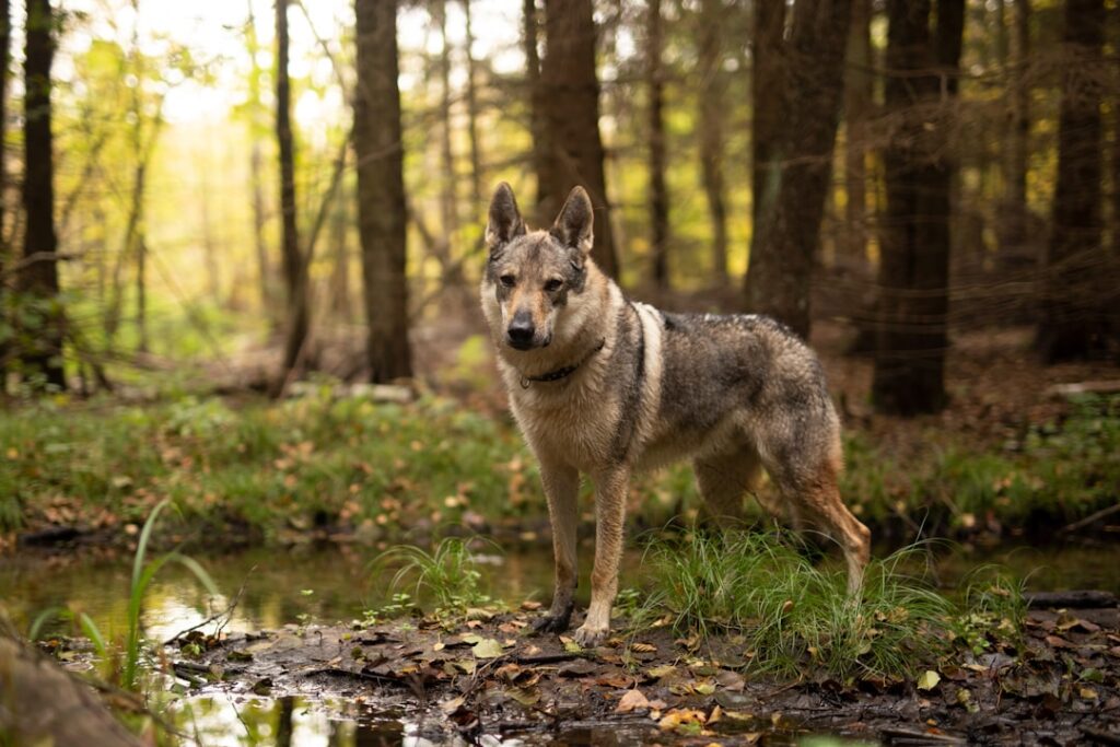 découvrez le chien-loup tchécoslovaque à petit budget : conseils pour adopter et entretenir cette race unique sans se ruiner.