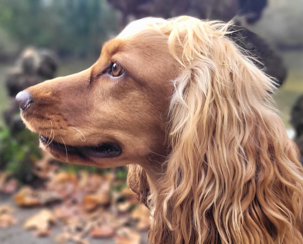 brosse pour chiens à poils longs, conçue pour démêler en douceur et entretenir le pelage épais de votre animal.
