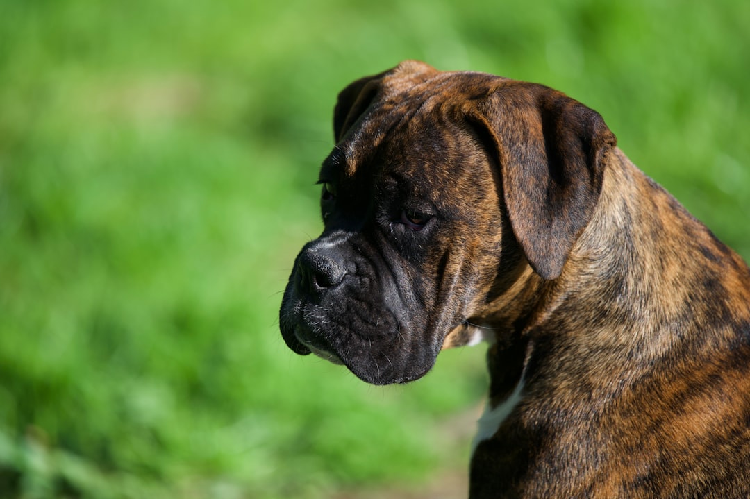 découvrez les races de chiens les plus chères au monde, leurs caractéristiques uniques et pourquoi elles coûtent si cher.