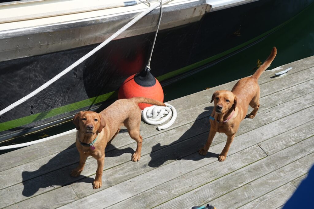 découvrez les incroyables chiens de sauvetage en mer, leurs missions héroïques et leur entraînement spécialisé pour sauver des vies en milieu maritime.