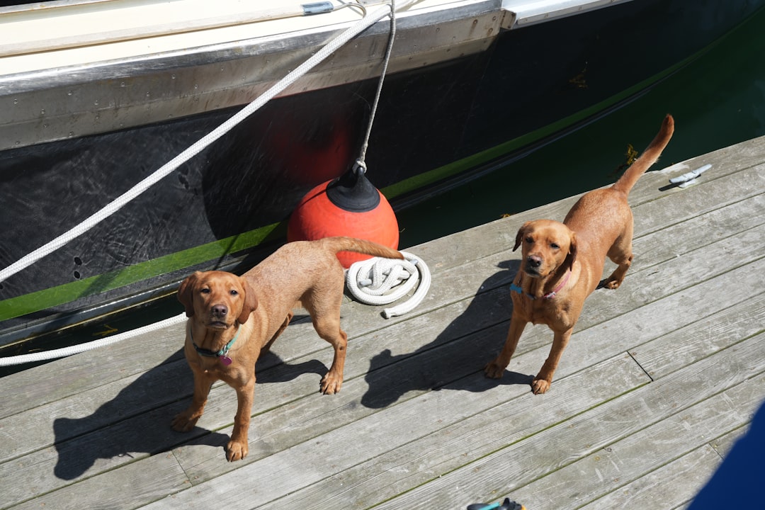 découvrez les incroyables chiens de sauvetage en mer, leurs missions héroïques et leur entraînement spécialisé pour sauver des vies en milieu maritime.