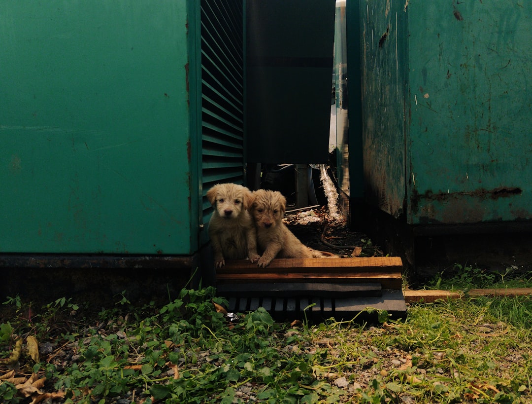 découvrez le coût de l'incinération canine et les options disponibles pour une prise en charge respectueuse de votre animal de compagnie.