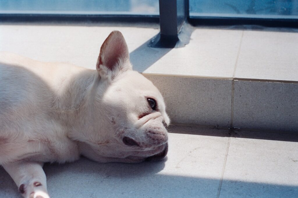 découvrez tout sur le lymphome canin : symptômes, diagnostic, traitements et conseils pour prendre soin de votre chien atteint de cette maladie.