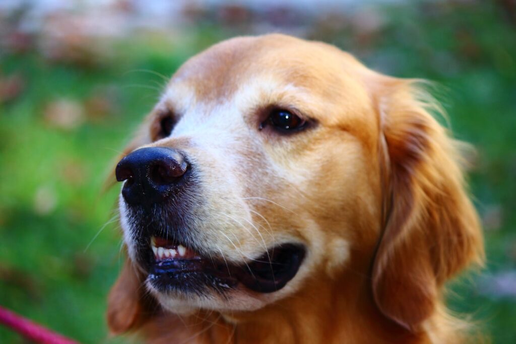 découvrez les causes et solutions pour la mauvaise haleine chez le chien afin d'améliorer sa santé bucco-dentaire et son bien-être.