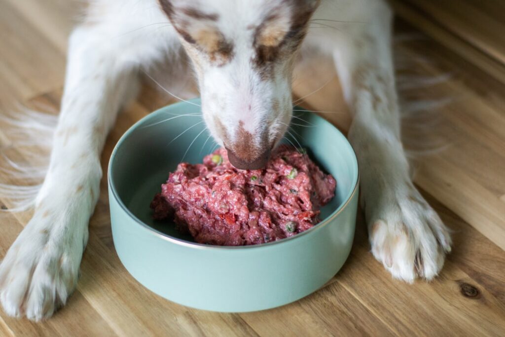 découvrez notre sélection de nourriture pour chiens, équilibrée et adaptée à tous les âges et besoins. offrez à votre compagnon une alimentation saine et savoureuse.