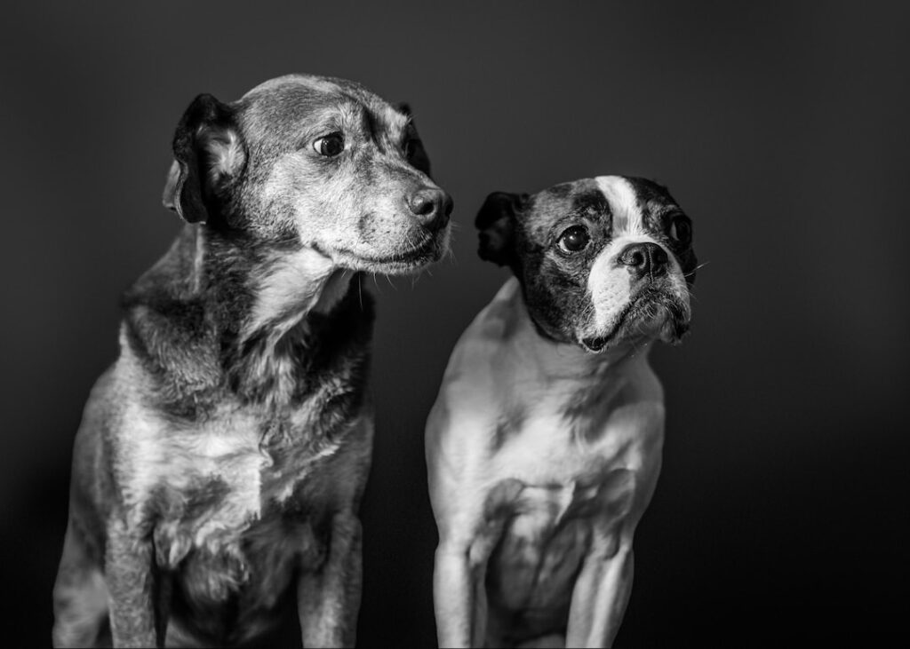 découvrez les effets des noix de cajou sur les chiens : sont-elles sûres à consommer, leurs bienfaits et précautions à prendre pour la santé de votre animal.