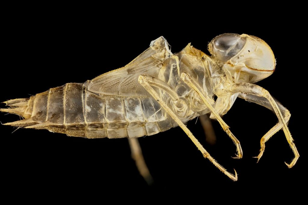 découvrez comment identifier, traiter et prévenir les piqûres de puces pour protéger votre peau et celle de vos animaux.