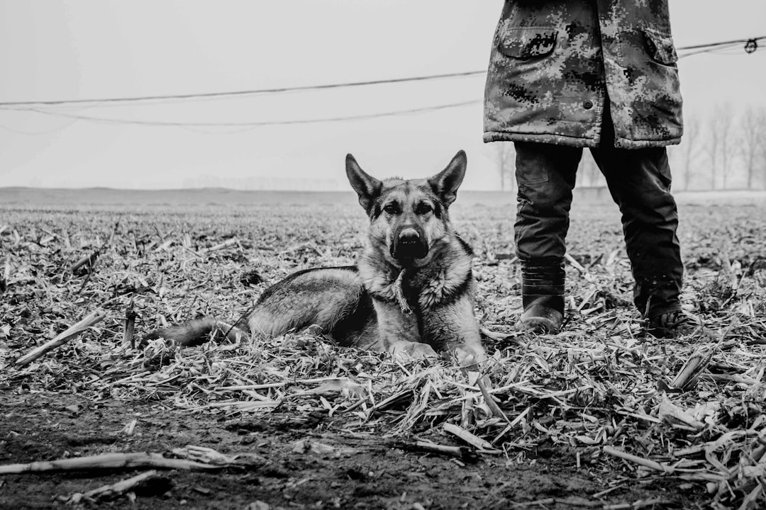 découvrez le rôle essentiel du maître-chien militaire, spécialiste de la formation et du commandement des chiens pour des missions de sécurité et de surveillance.