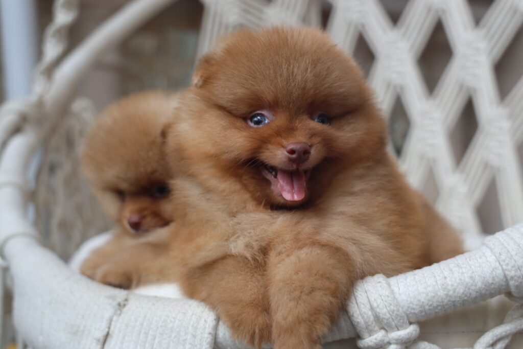 découvrez comment aider efficacement votre chiot pendant la période de dentition avec nos conseils pratiques et solutions apaisantes.