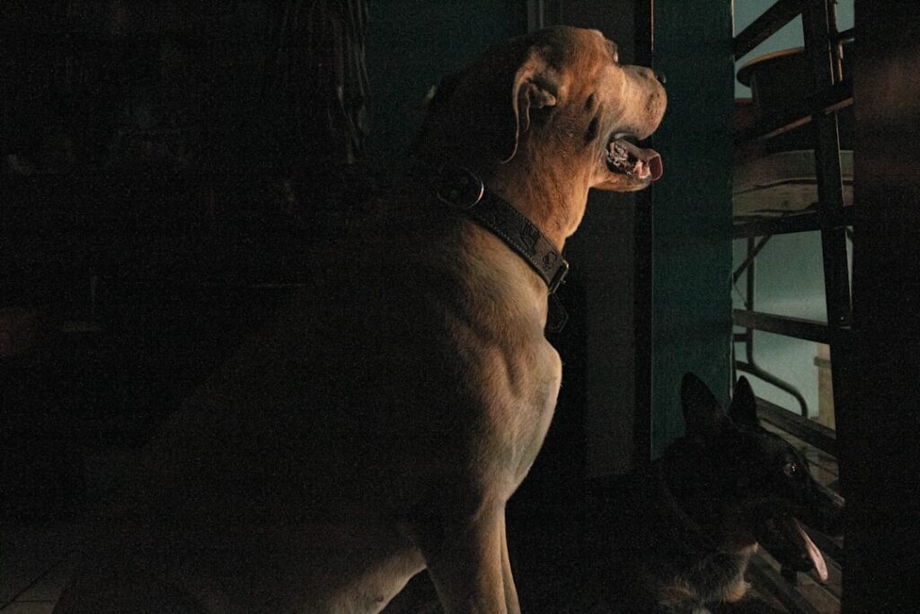 découvrez le chien le plus fort : caractéristiques, races puissantes et conseils pour choisir un chien robuste et courageux.