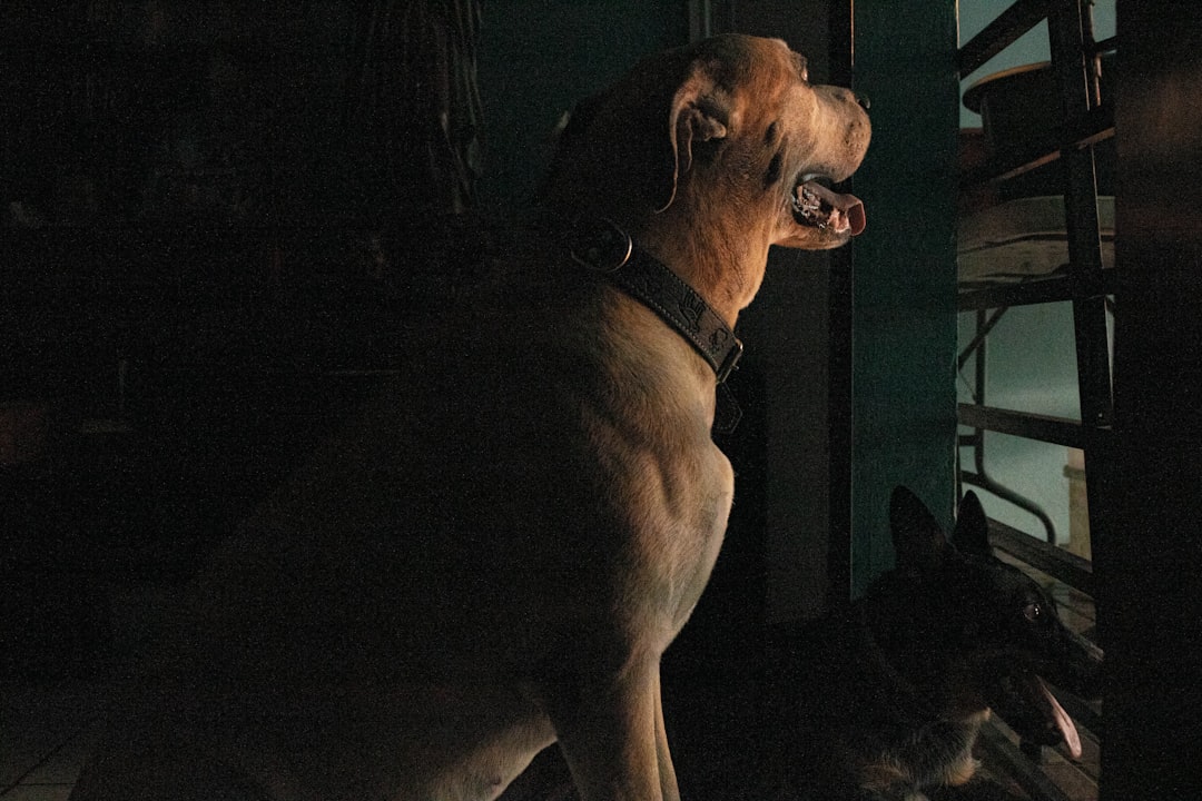 découvrez le chien le plus fort : caractéristiques, races puissantes et conseils pour choisir un chien robuste et courageux.