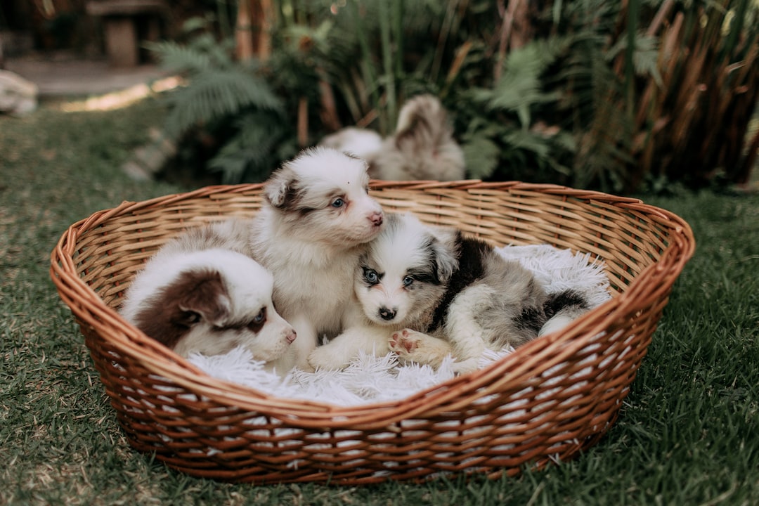 découvrez notre recette originale de chiens au chou-fleur, une alternative saine et végétarienne aux hot-dogs traditionnels, parfaite pour un repas savoureux et léger.