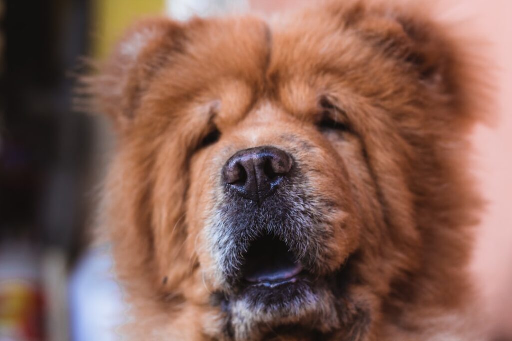 découvrez tout sur le chow-chow, un chien au pelage unique et au tempérament distinctif. conseils d'élevage, alimentation et soins pour bien connaître cette race remarquable.