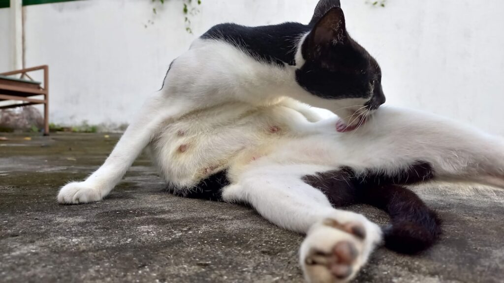 découvrez quelles races de chiens sont incompatibles avec les chats pour garantir une cohabitation harmonieuse et sécurisée entre vos animaux domestiques.