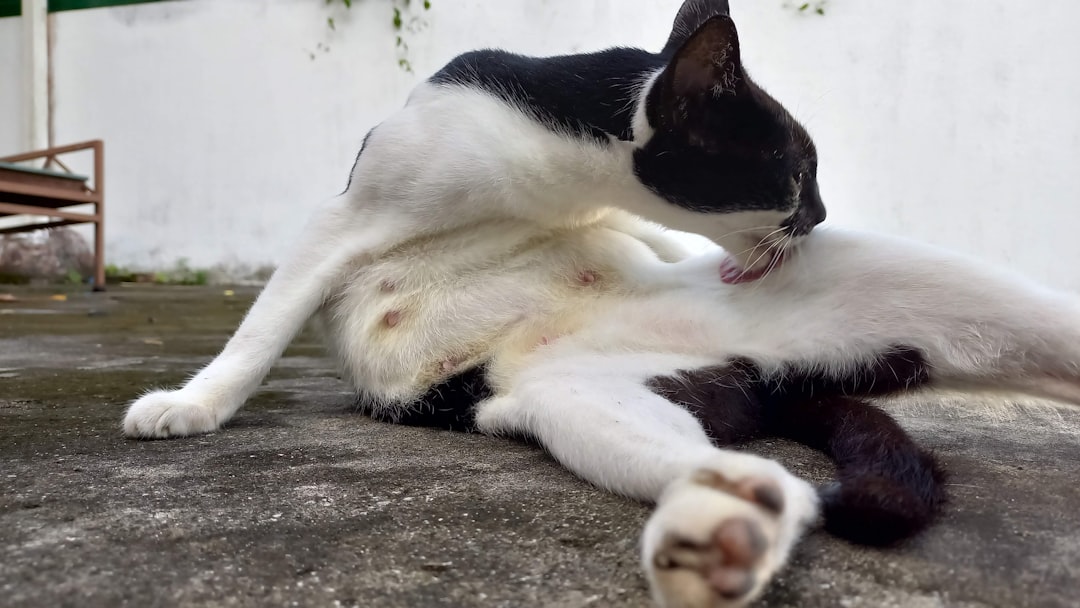 découvrez quelles races de chiens sont incompatibles avec les chats pour garantir une cohabitation harmonieuse et sécurisée entre vos animaux domestiques.