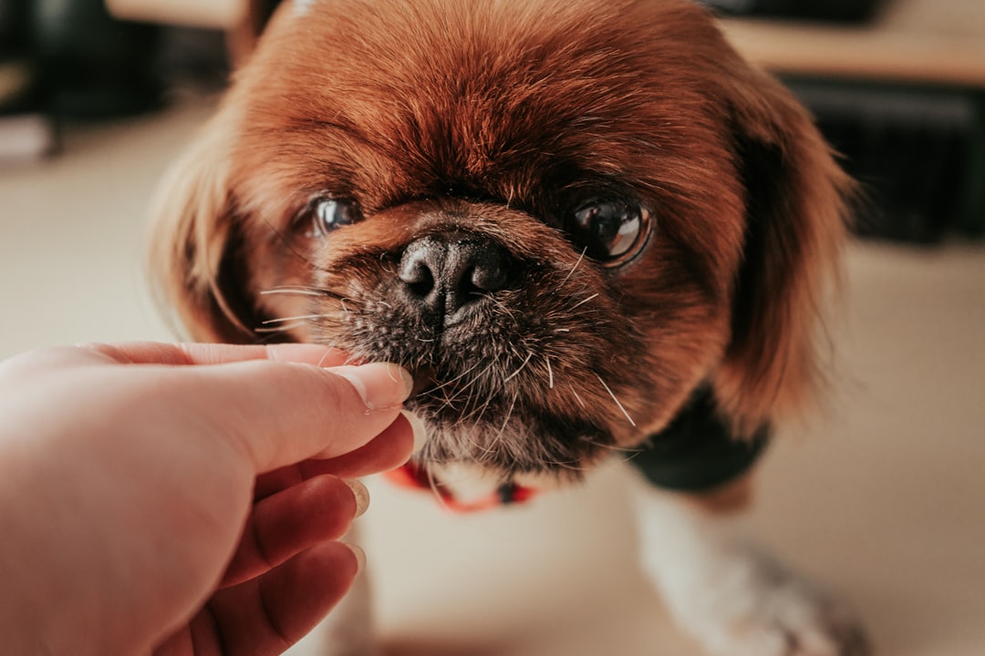 coupe des ongles de chien : conseils et techniques pour un toilettage sûr et efficace de votre compagnon à quatre pattes.