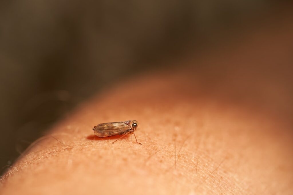 découvrez nos solutions efficaces pour le traitement des puces et protégez votre animal contre ces parasites nuisibles.