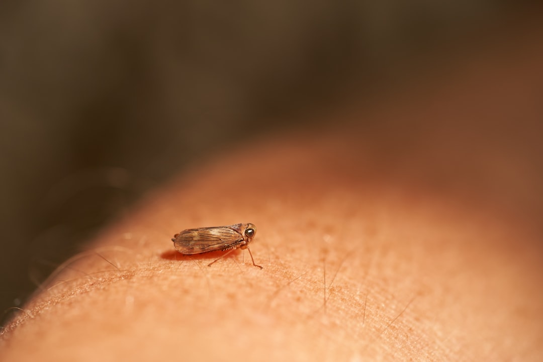 découvrez nos solutions efficaces pour le traitement des puces et protégez votre animal contre ces parasites nuisibles.