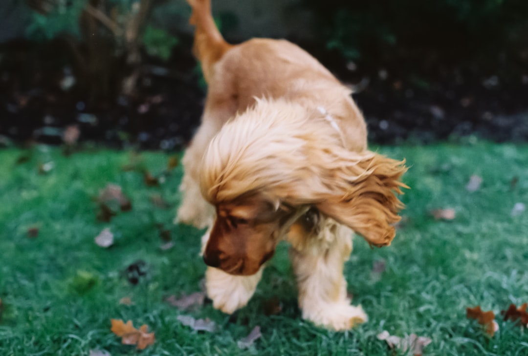 découvrez comment faire face à la perte d'un chien, avec des conseils pour surmonter le deuil et honorer la mémoire de votre fidèle compagnon.