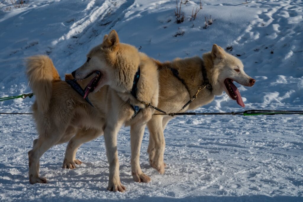 découvrez les différentes races de chiens de traîneau, leurs caractéristiques, leur histoire et leurs capacités exceptionnelles pour les courses en milieu froid.